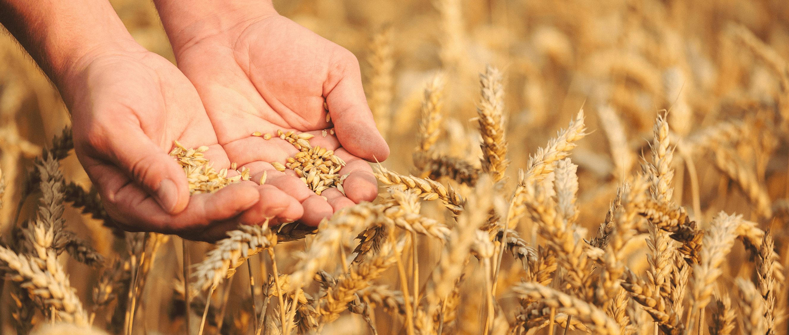 wheat image 1
