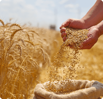 wheat